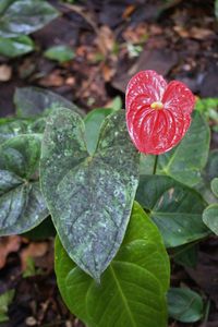 Close up of red leaves