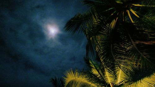 Low angle view of palm trees against sky at night