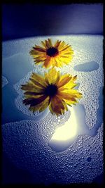 Close-up of yellow flower