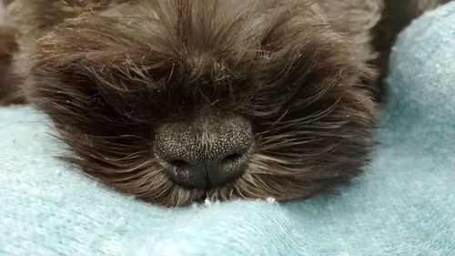 Close-up of cat relaxing