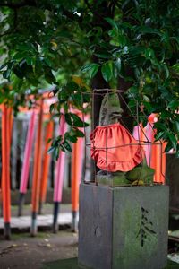 Plants hanging on tree