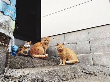 Cats on cat outdoors