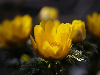 Close-up of yellow flower