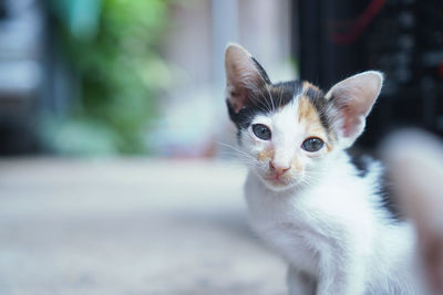 Close-up portrait of a cat