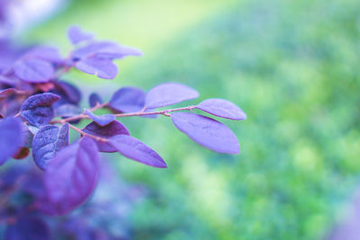 Close-up of purple flowering plant