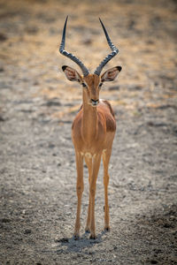 Male common impala stands staring at camera