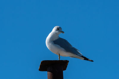 Low angle view of seagull perching on wooden post against clear blue sky