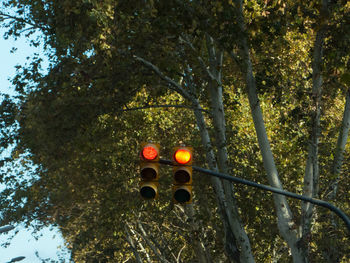 Low angle view of illuminated lighting equipment on tree