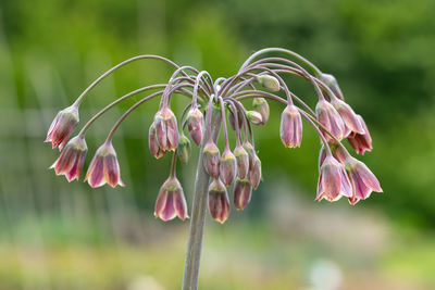 Close up of a honey lily  plant in flower
