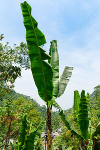 Low angle view of banana tree against sky