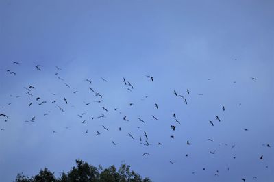 Low angle view of birds flying in sky