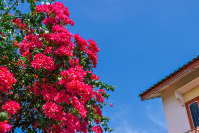 Low angle view of pink flowering plant against blue sky