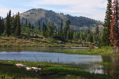 Scenic view of lake by trees against sky