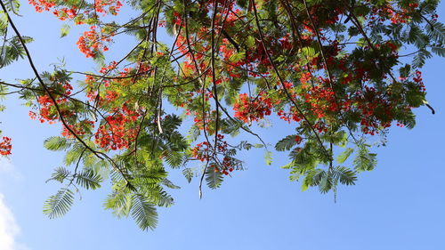 Low angle view of tree against clear sky