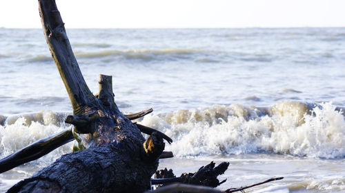 View of driftwood on beach