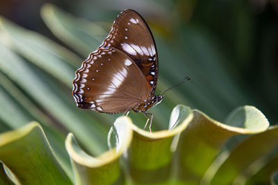 Close-up of butterfly on plant