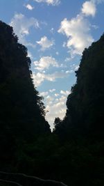 Trees in forest against sky