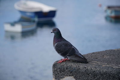 Pigeon looking at the ocean