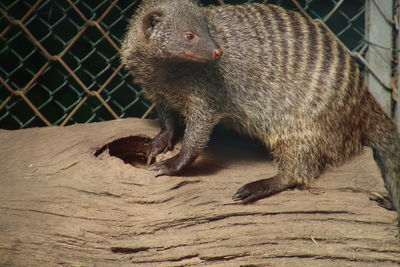 Close-up of lizard