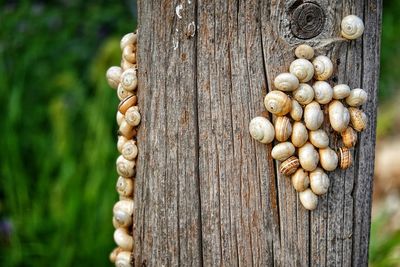 Close-up of shell on tree trunk with snails