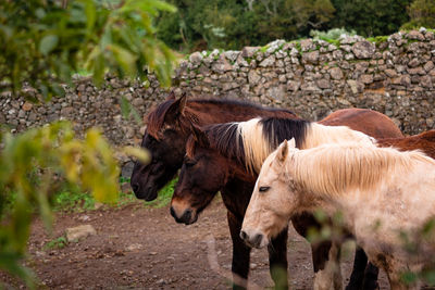 Horses on pasture, in the heard together, happy animals, portugal lusitanos
