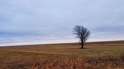 Bare tree on field against sky
