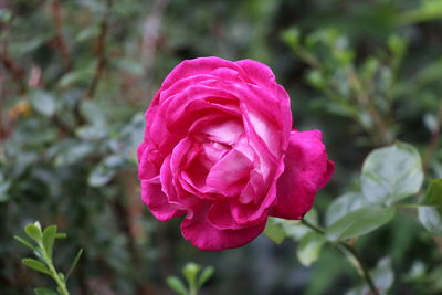 Close-up of pink rose