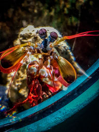 Close-up of insect on water