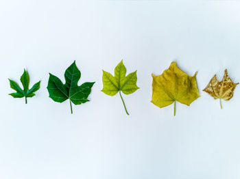 Directly above shot of leaves against white background