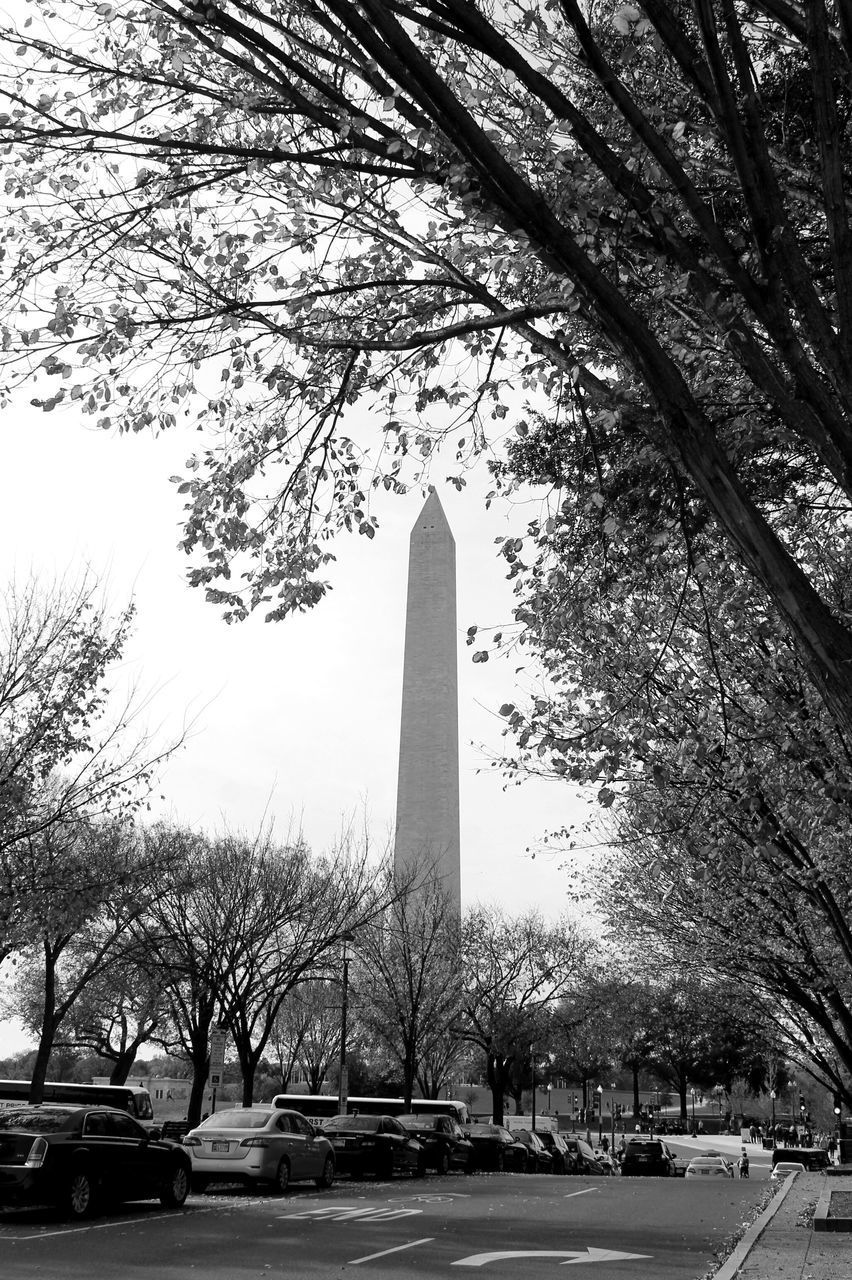 TREES IN CITY AGAINST SKY