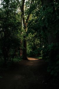 Trees in forest