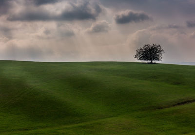 Scenic view of grassy field against sky