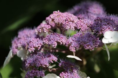 Close-up of purple flowers