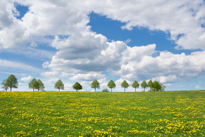 Panoramic landscape of meadow with clouds and blue sky at springtime, bergisches land, germany