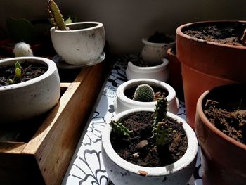 High angle view of potted plants on table