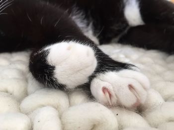 Close-up of cat sleeping