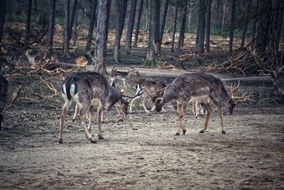 Deer in a forest