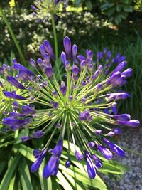 Close-up of purple flowering plant