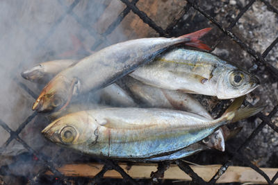 High angle view of fish