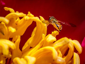 Close-up of bee on yellow flower