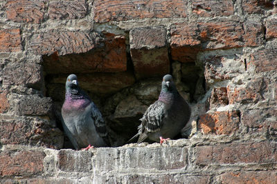 Close-up of birds perching on wall