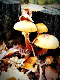 Close-up of fly agaric mushroom