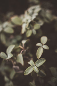 Close-up of plant