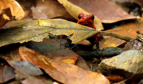 Close-up of frog on dry leaves