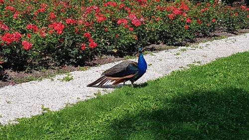 Bird on a field