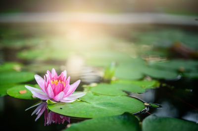 Close-up of lotus water lily in pond