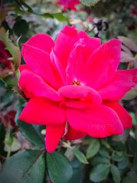 Close-up of water drops on flower blooming outdoors