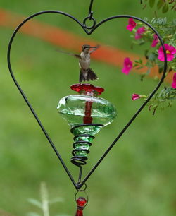 Close-up of bird feeder