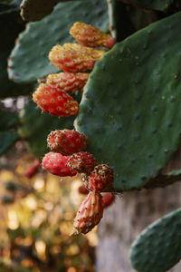 Close-up of succulent plant