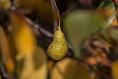 Close-up of fruit growing on plant